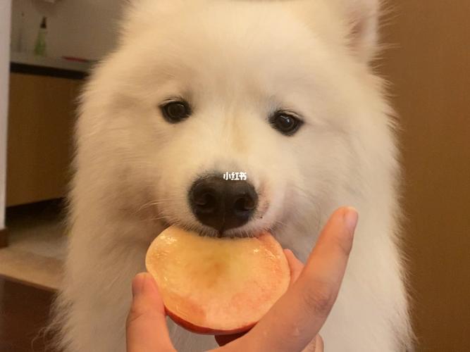 狗狗可以吃桃子吗（狗狗是否可食用桃子）