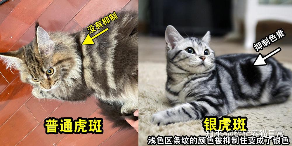 虎斑猫是什么品种（虎斑猫的品种介绍与特点分析）