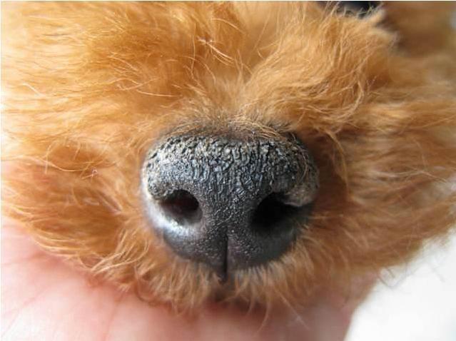 狗狗鼻子干燥是怎么回事（解释狗狗鼻子干燥的原因和应对方法）