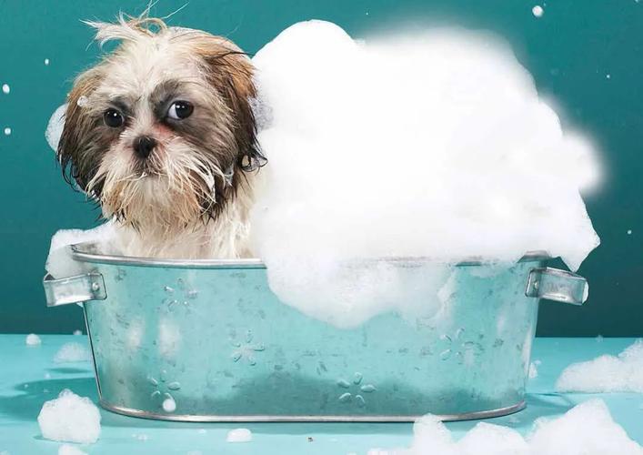 临时给狗狗洗澡用什么（应急情况下给狗狗洗澡的方法与注意事项）
