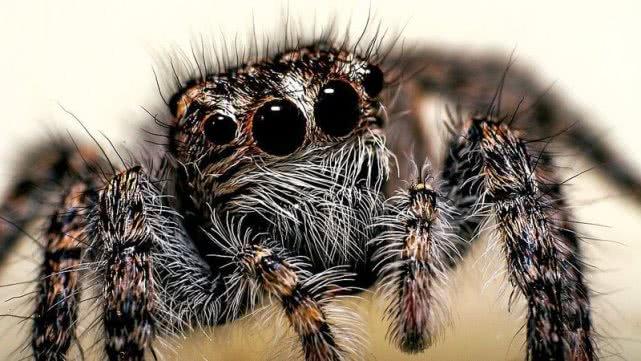 蜘蛛有几个眼睛（蜘蛛有几条腿）