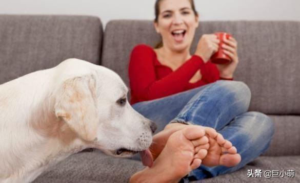 狗舔主人的脚是什么原因（狗舔主人的脚是怎么回事啊）