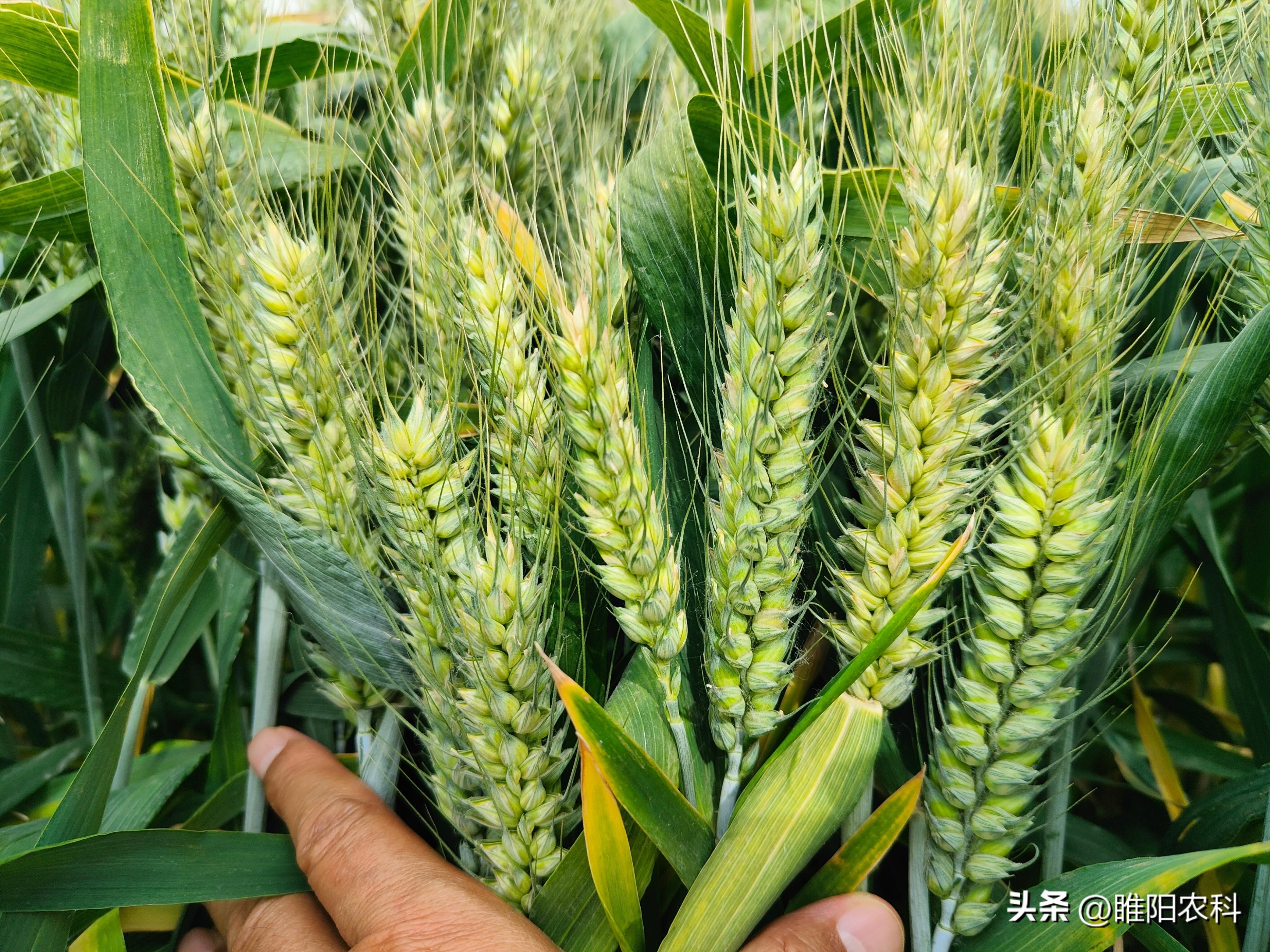 2022年十大表现好产量高小麦（2022年最高产的小麦品种）