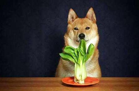 狗狗不能吃的蔬菜（狗狗不小心吃到辣椒会有事吗）