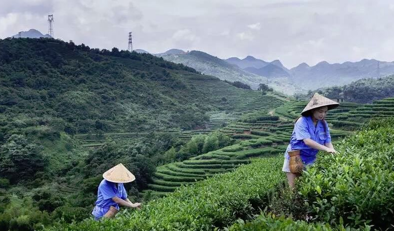 福建茶叶最出名的品牌（福建茶叶品牌十大名茶）