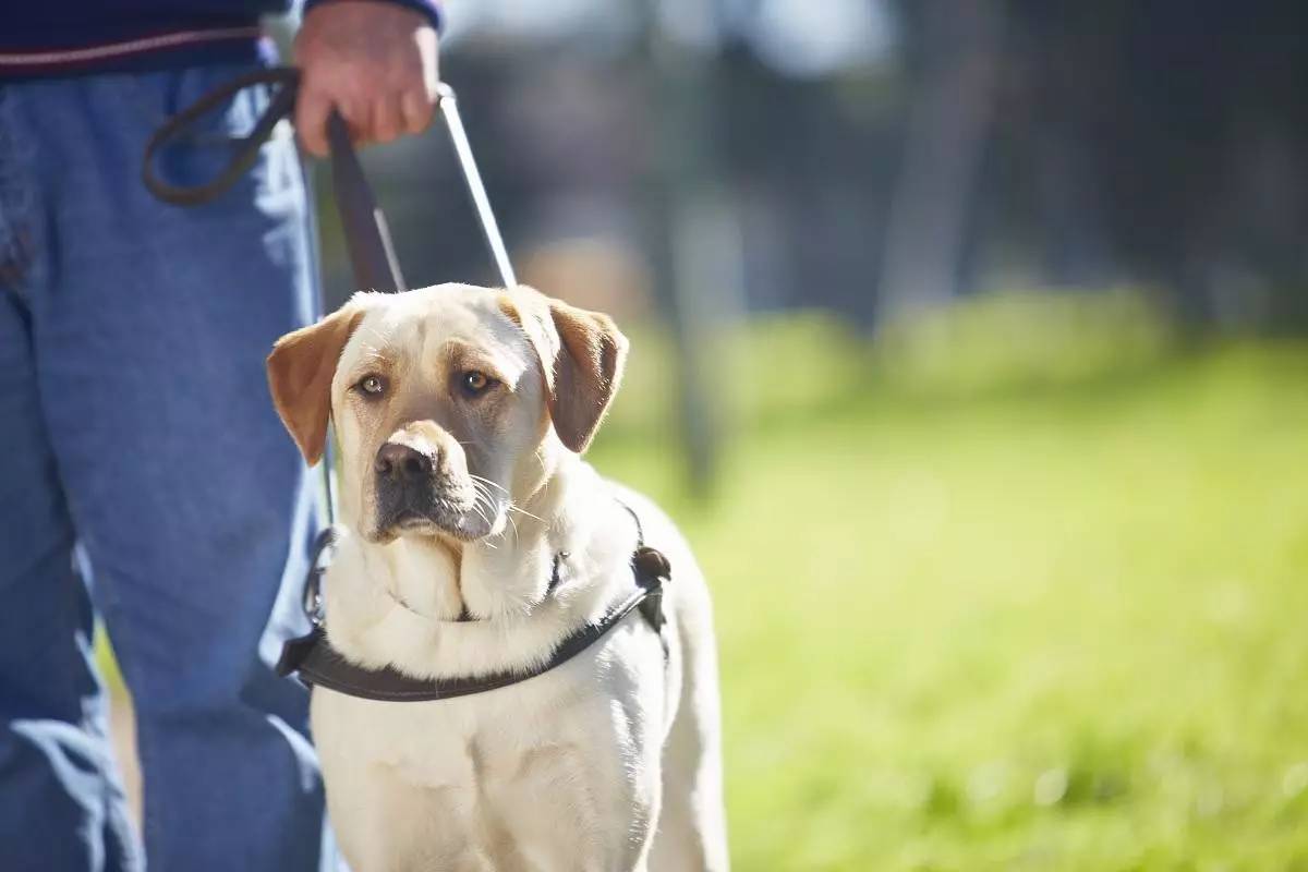 国内导盲犬多少钱一只（盲人申请导盲犬需要多少费用）