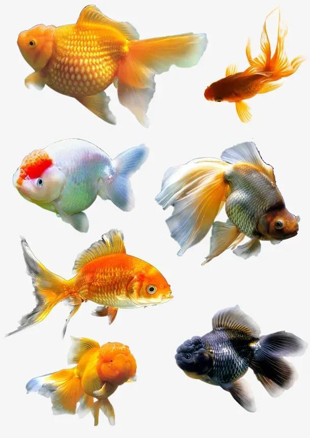 十大最好养的淡水鱼（12种最适合懒人养的鱼）