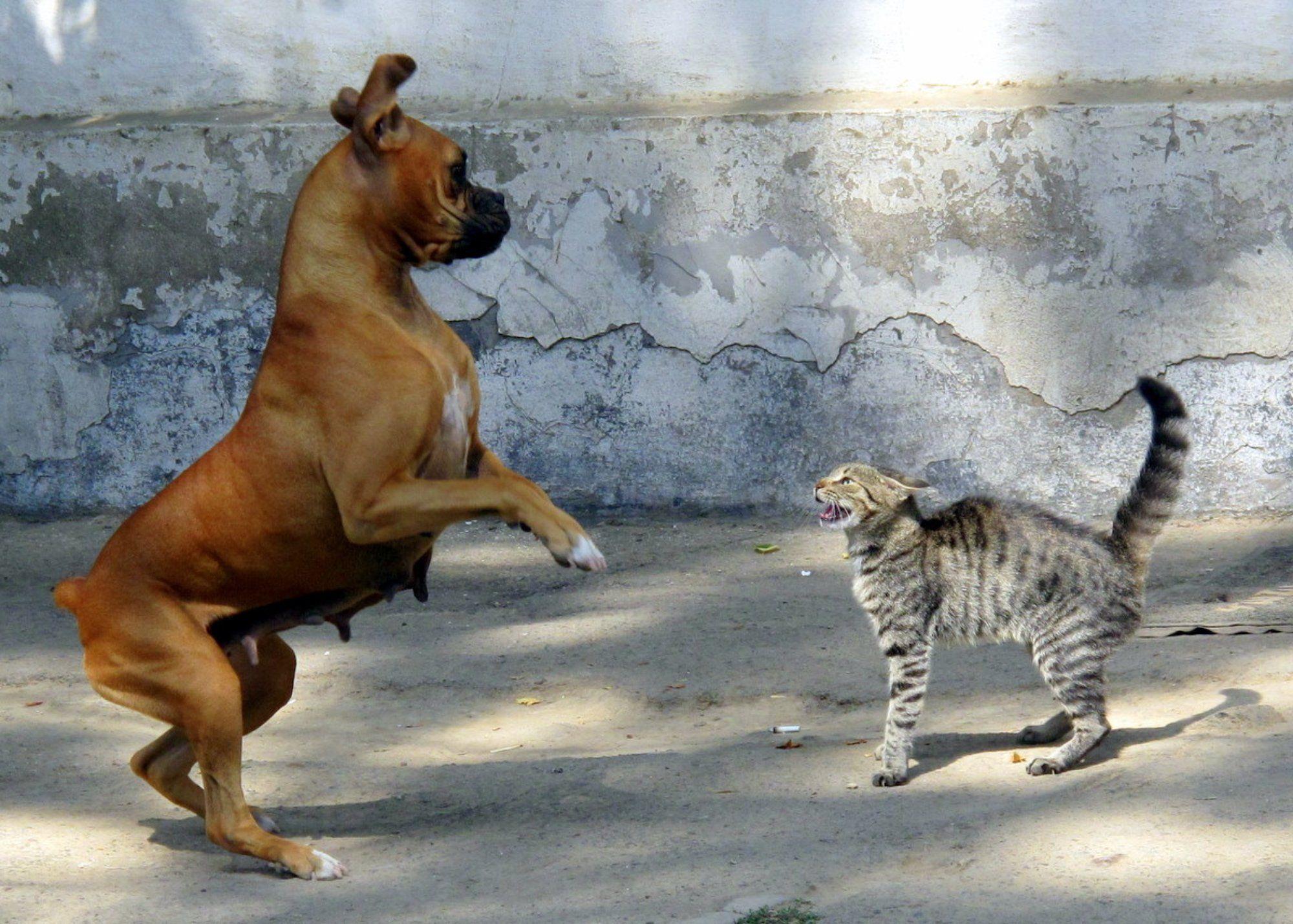 猫和狗为什么是天敌（猫和狗打架谁厉害）