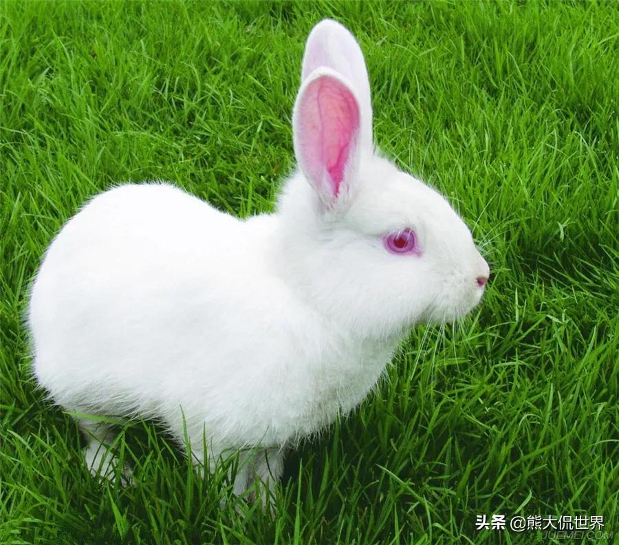 兔子的耳朵为什么那么长（兔子的眼睛为什么是红色的）