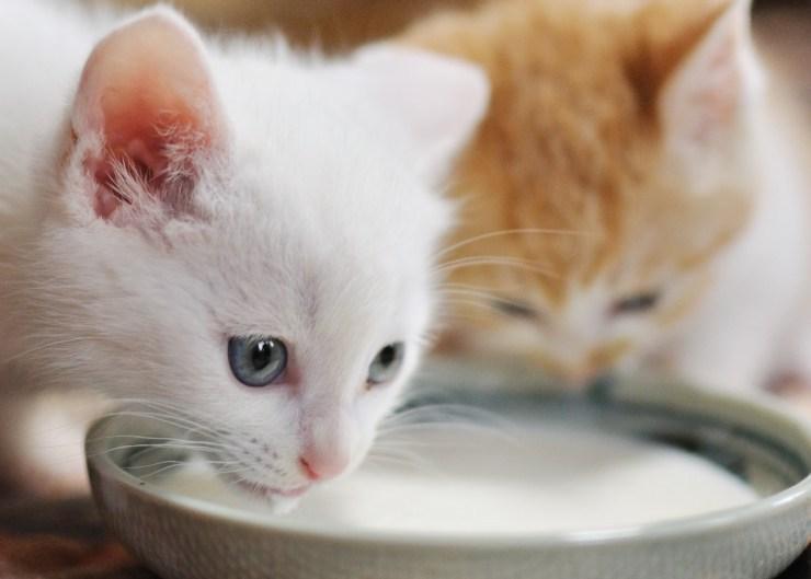 小猫能喝纯牛奶吗（小猫能喝人喝的奶粉吗）