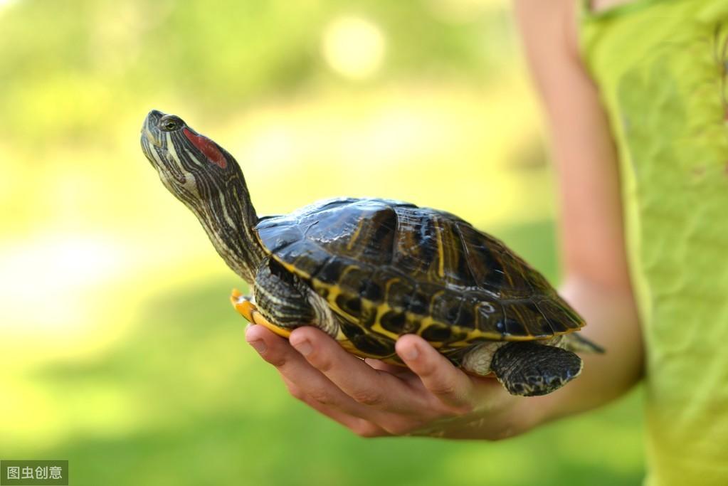 巴西龟的寿命是多少年（乌龟寿命一般多少年）