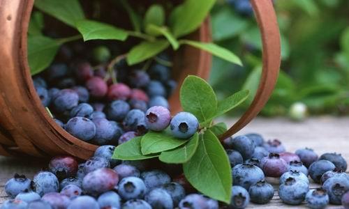 蓝莓哪个品种比较好吃（蓝莓哪个品种比较好吃高产）