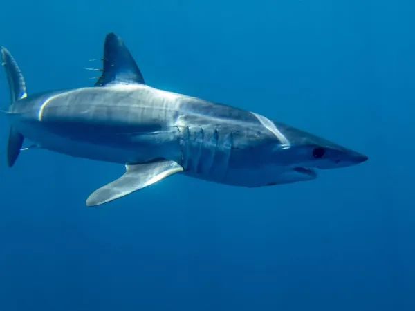 世界上十大鲨鱼排名（世界十大最历害的鲨鱼）