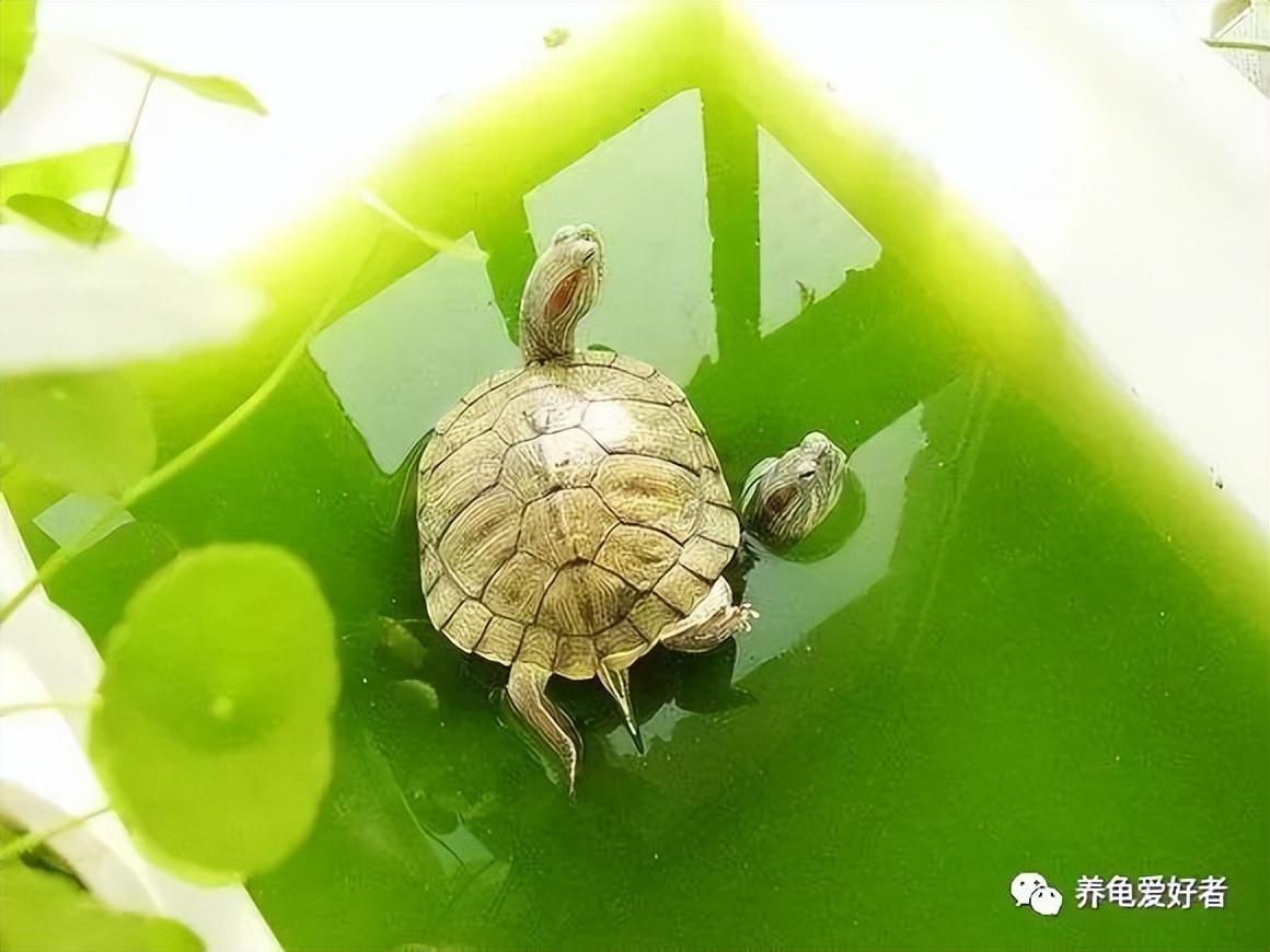 绿水养龟的好处和坏处（为什么可以绿水养好龟）