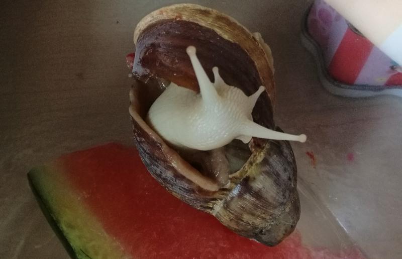 蜗牛的壳碎了蜗牛会不会死（蜗牛的壳掉了会再生吗）