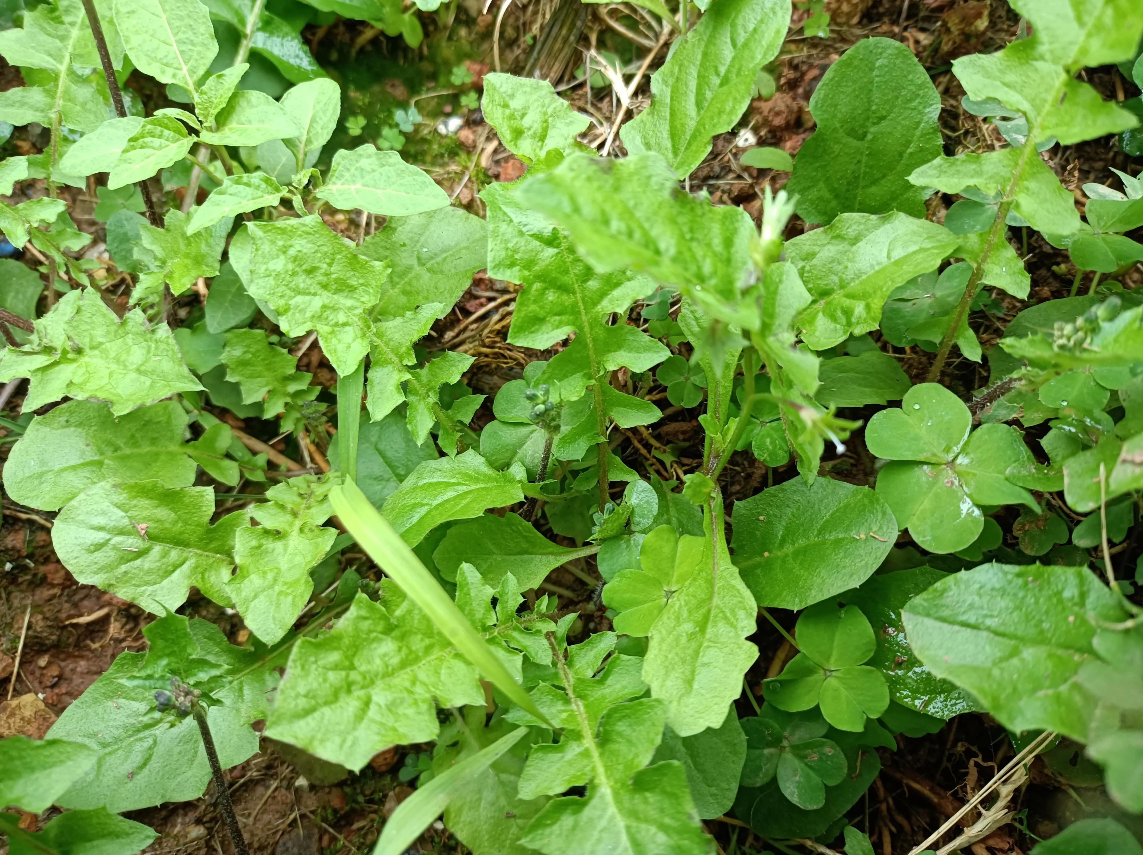 和蒲公英相似的植物（和蒲公英相似的植物能吃吗）