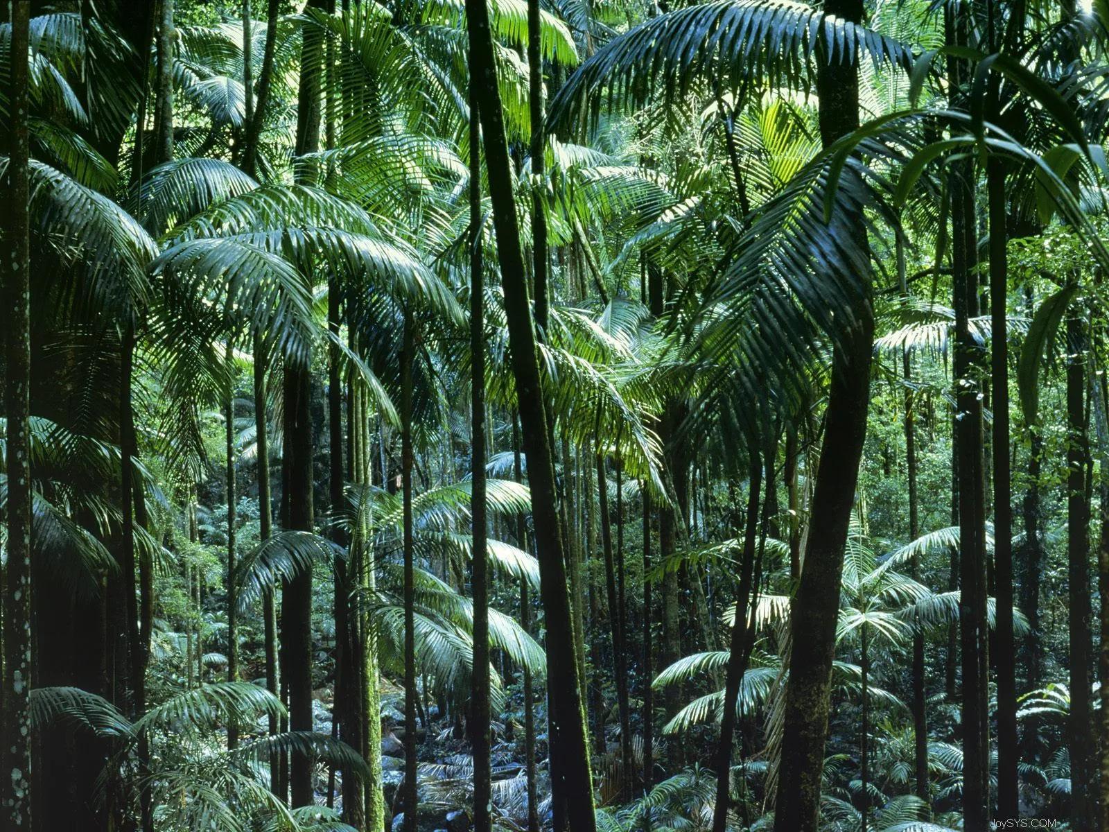 亚马逊森林的恐怖生物（亚马逊大森林里的十大恐怖生物）