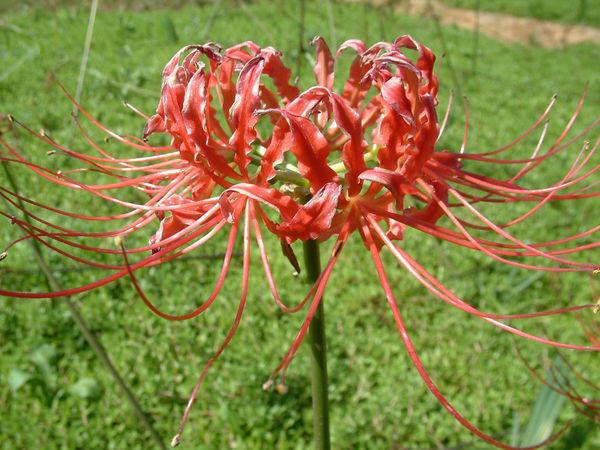 石蒜和彼岸花的区别（石蒜花可以养在家里吗）