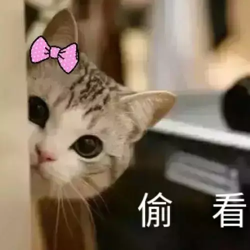 猫妈妈第几个月会赶走小猫（为什么母猫对长大后的小猫凶）