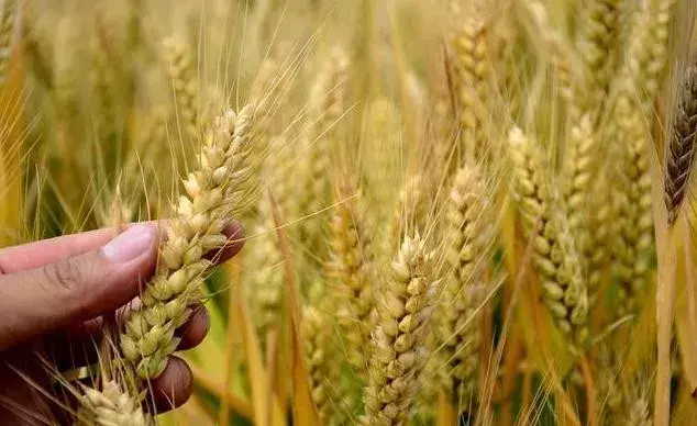 小麦一亩地收益多少钱（小麦一亩地能产多少公斤）