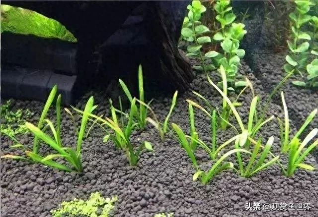 阴性水草有哪些（10种常用的阴性水草）