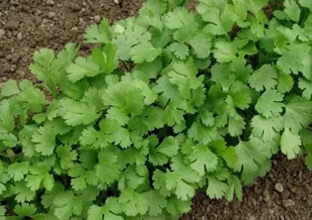 香菜什么时候种植最好（春季和秋季是种植香菜最佳时机）