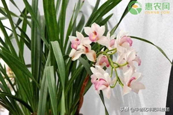 兰花什么时候开花（兰花什么时候开花一年开几次）