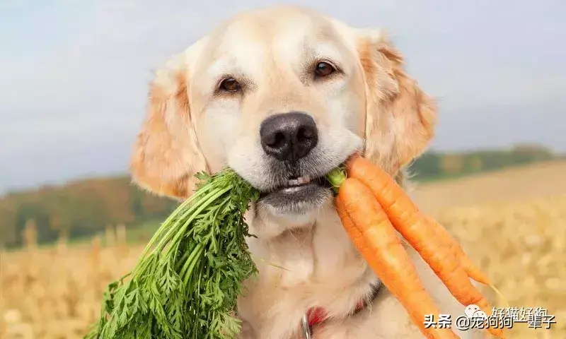 狗狗能吃什么蔬菜（十大适合狗狗吃的健康蔬菜）