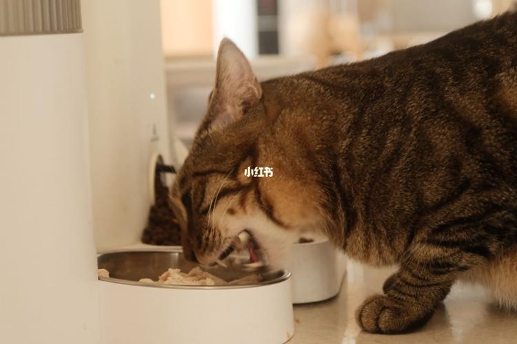 小猫咪怎么喂养（幼猫的喂养方式与饮食安排）