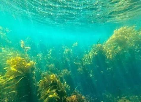 藻类植物有哪些(海洋生物及环境影响介绍)