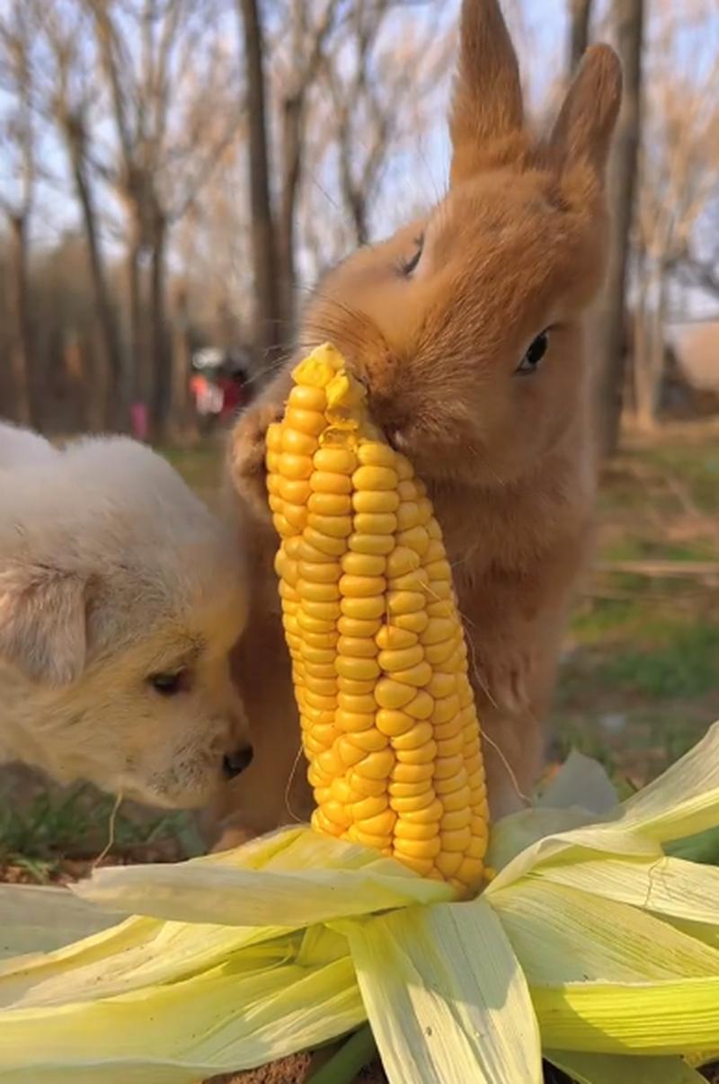 小狗能吃玉米吗（小狗可以食用玉米吗）