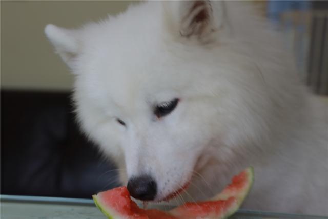 狗狗能吃西瓜皮吗（分析狗狗食用西瓜皮的益处和注意事项）