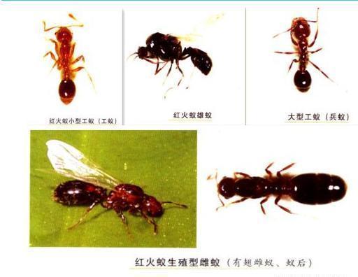 红火蚁最怕什么东西 (红火蚁最害怕的物品介绍)