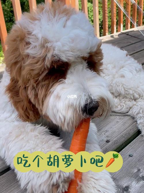 狗可以吃胡萝卜吗（狗狗食用胡萝卜的益处与注意事项）