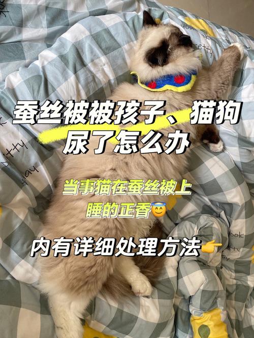 如何清洗被猫尿了的被子 (教授清洗被猫尿的被子的技巧)