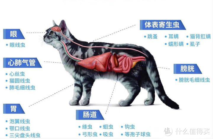 怎么判断猫驱虫成功了(宠物健康守护：猫驱虫效果的判断方法)