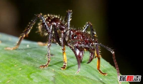 世界上最危险的昆虫种类(详细罗列世界上最危险的昆虫种类)