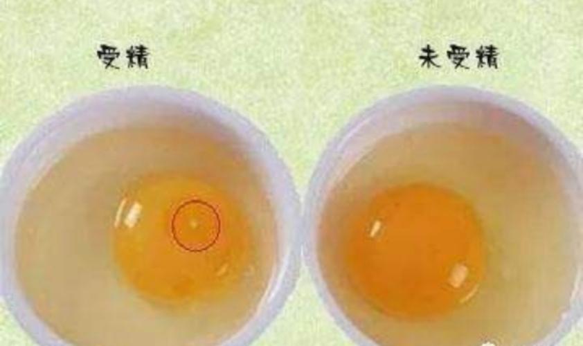 受精鸡蛋和未受精鸡蛋的区别（辨别：已受精和未受精鸡蛋有何异同）