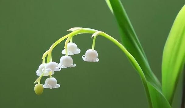 铃兰花种植方法和注意事项(帮助你成功种植)