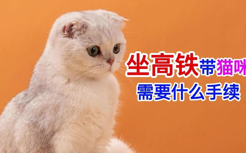 猫咪可以坐高铁吗（探究猫咪是否适合乘坐高铁）