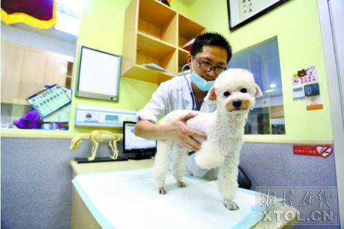 宠物医生需要什么学历（详细介绍宠物医生所需的专业学历及培训要求）