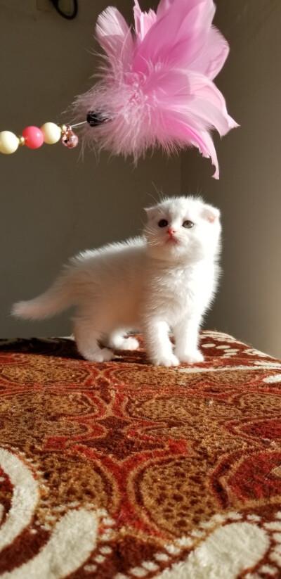 纯白猫咪的品种特征（详解纯白猫咪的品种及其特点）