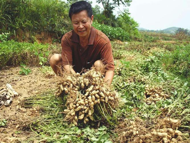 花生有转基因的吗（花生是否存在转基因品种）