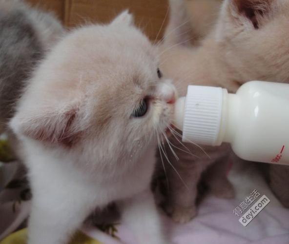 猫能喝牛奶吗（解答猫是否可以喝牛奶以及喝牛奶的注意事项）