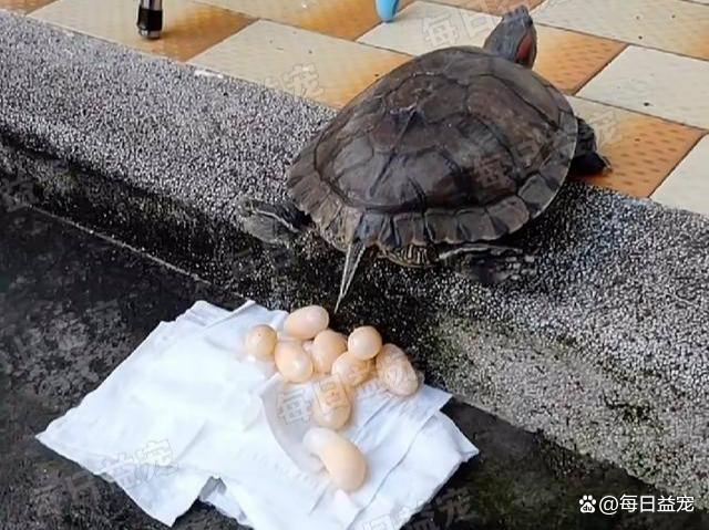 女人吃乌龟蛋吃了补哪里（讲解女人食用乌龟蛋的益处与作用部位）