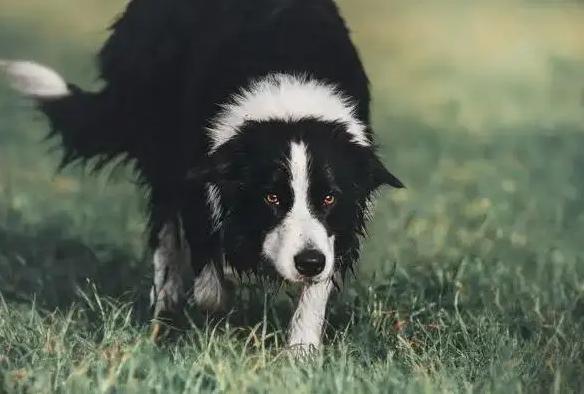 为什么很多人不建议养边牧 (详细解释为什么不建议养边牧犬)