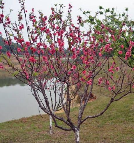 家里种桃树好吗(从风水和实用角度解析家中种植桃树的利弊)