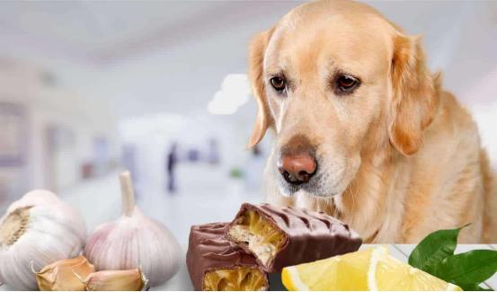 为什么狗不能吃巧克力(狗食用巧克力的危害和原因)
