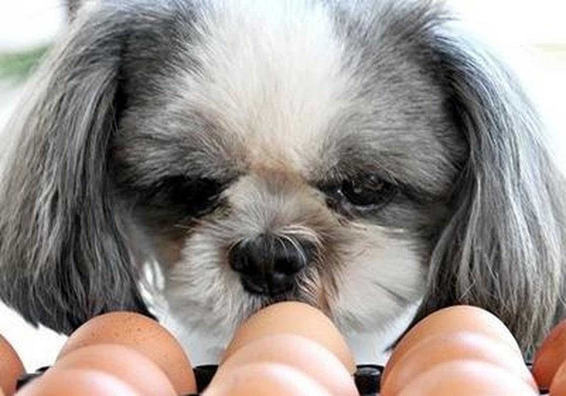 狗狗能吃鸡蛋吗（解答狗狗是否可以食用鸡蛋的问题）