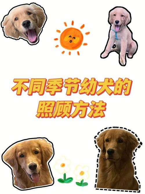 幼犬晚上叫声解决方法(如何培养幼犬规律的作息习惯)